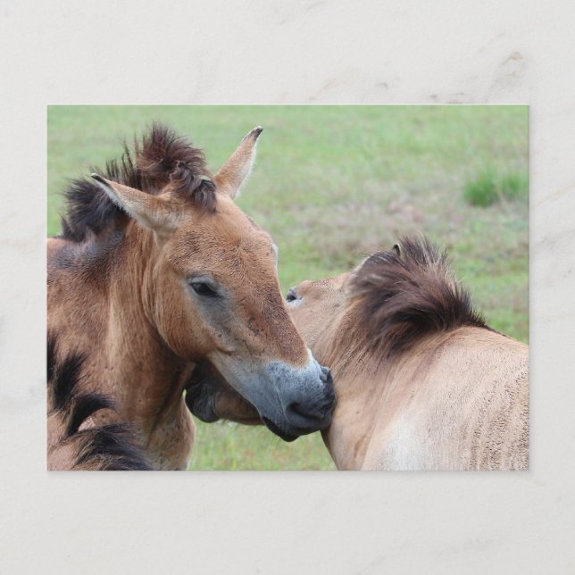 Tarpans Postcard (Front)