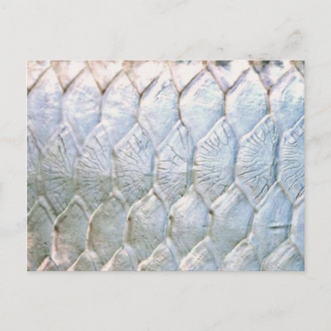 Tarpon by PatternWear© Postcard (Front)