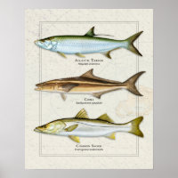 Tarpon, Cobia, Snook Trio
