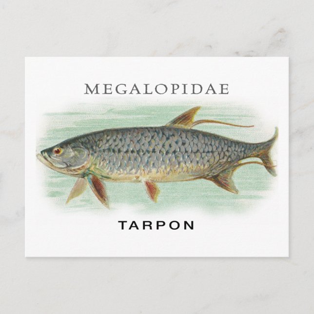 Tarpon Fishing vintage fish illustration with name Postcard (Front)