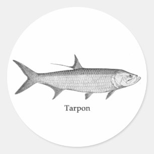 Tarpon  Logo  (line art) Classic Round Sticker