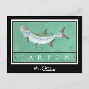 Tarpon Postcards