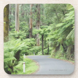 Tarra Bulga National Park, Strzelecki Ranges Coaster