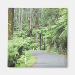 Tarra Bulga National Park, Strzelecki Ranges Magnet