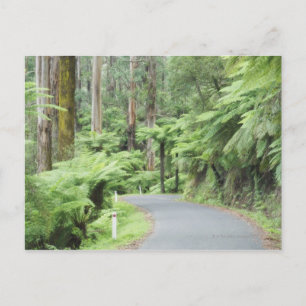 Tarra Bulga National Park, Strzelecki Ranges Postcard