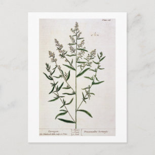 Tarragon, plate 116 from 'A Curious Herbal', publi Postcard