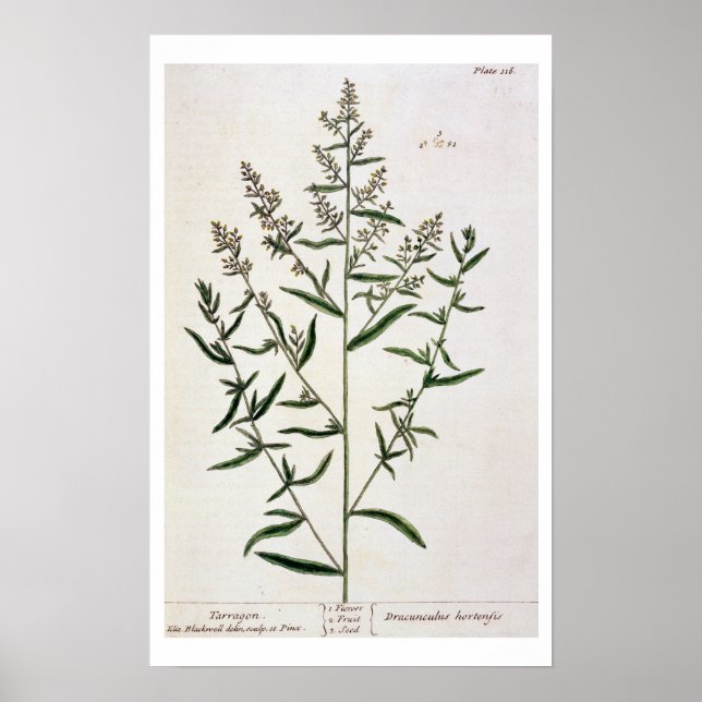 Tarragon, plate 116 from 'A Curious Herbal', publi Poster (Front)