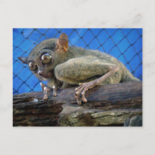 Tarsier Postcard