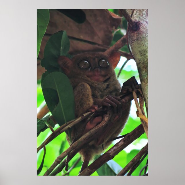 Tarsier Poster (Front)