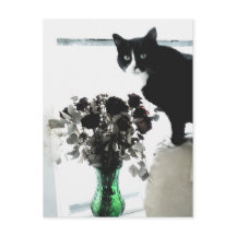 Tasha the Tuxedo Cat