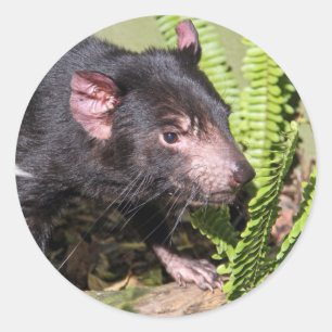 Tasmanian Devil, Australia Classic Round Sticker