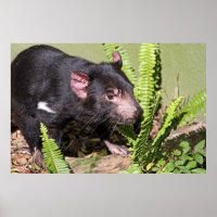 Tasmanian Devil, Australia