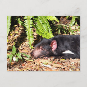 Tasmanian Devil Basking in the Sunlight Postcard