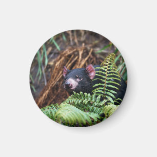 Tasmanian Devil Encounter Magnet