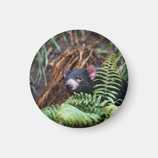 Tasmanian Devil Encounter Magnet (Front)