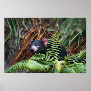 Tasmanian Devil Encounter Poster