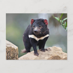 Tasmanian Devil  Holiday Postcard