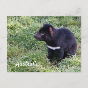 Tasmanian Devil In Grass, Tasmania, Australia Postcard