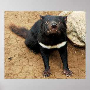 Tasmanian Devil posing for Photo Poster