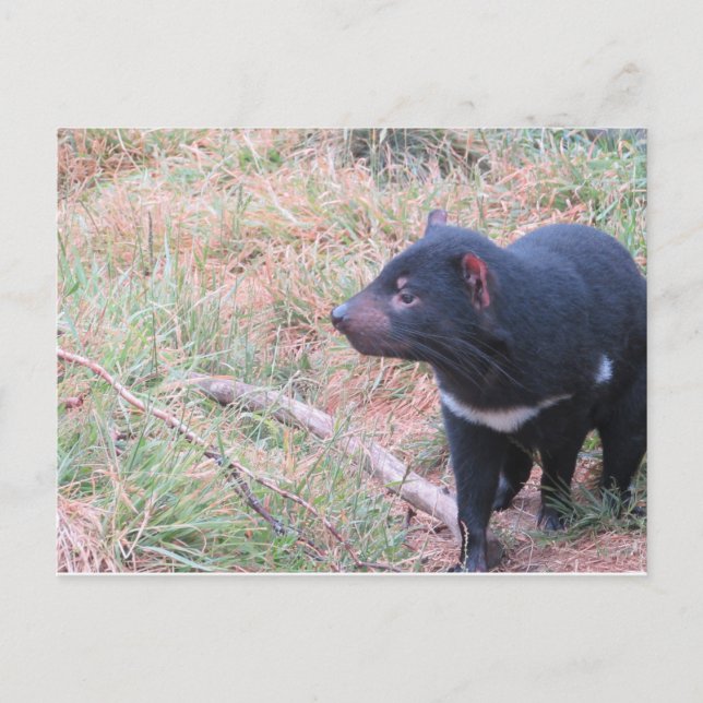 Tasmanian Devil Postcard (Front)