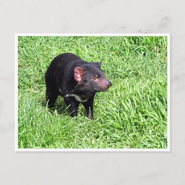 tasmanian devil postcard (Front)