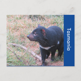 Tasmanian Devil Postcard