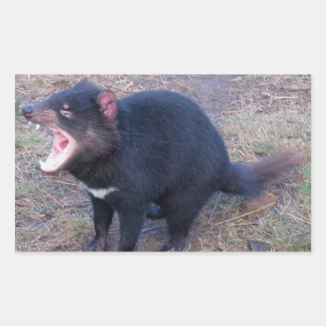 Tasmanian Devil - Stickers (Front)