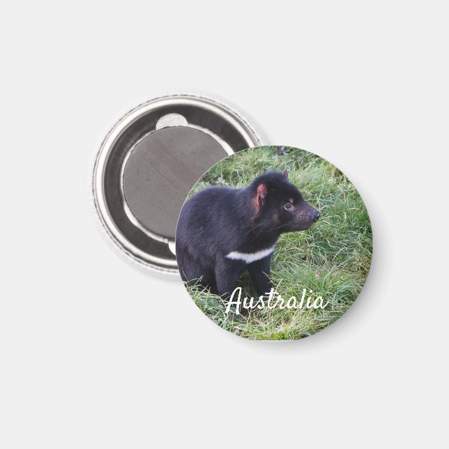 Tasmanian Devil, Tasmania, Australia Magnet (Front/Back)