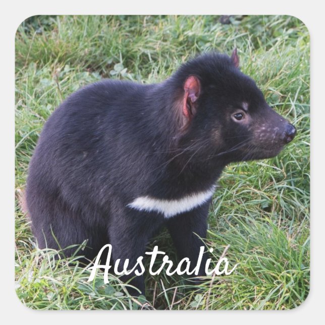 Tasmanian Devil, Tasmania, Australia Square Sticker (Front)