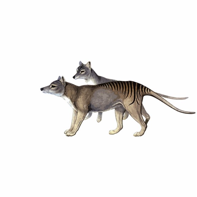Tasmanian Tiger Cutout Magnet/Sculpture Standing Photo Sculpture (Front)