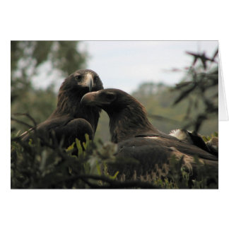 Tasmanian Wedge Tailed Eagles