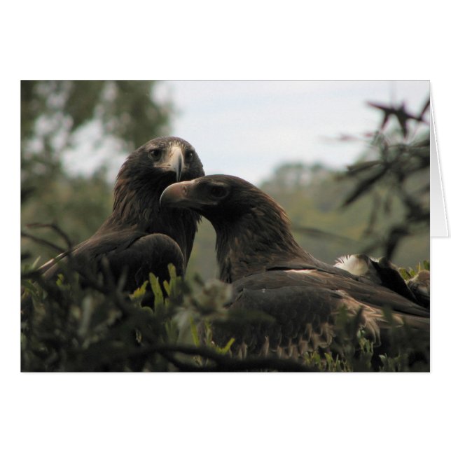 Tasmanian Wedge Tailed Eagles (Front Horizontal)