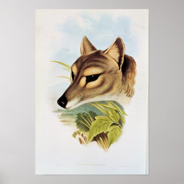 Tasmanian Wolf or Tiger Poster (Front)