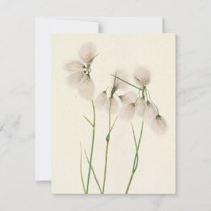 Tassel Cottongrass by Mary Vaux Walcott Card