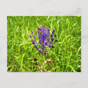Tassel-Hyacinth Postcard