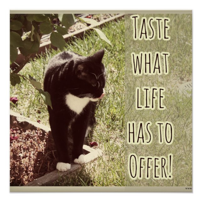 Taste Life Motivational Cat Photo Quote Poster (Front)
