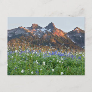 Tatoosh Range and Wildflowers   Mt. Rainier Postcard