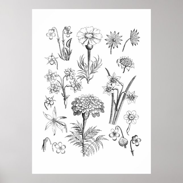 Tattoo Flower and Plants Illustration Poster (Front)