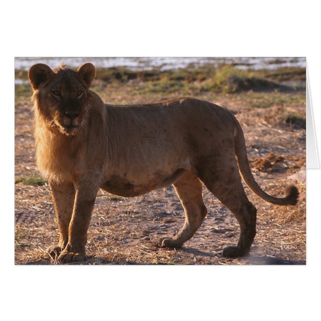 Tau, Lion, Photo (Front Horizontal)