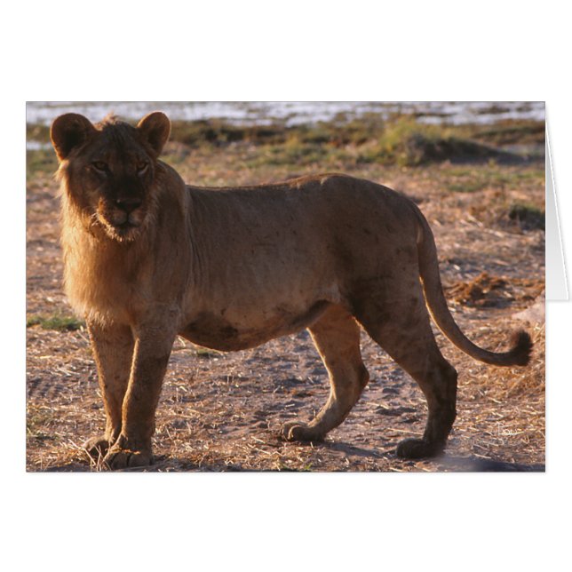 Tau, Lion, Photo (Front Horizontal)