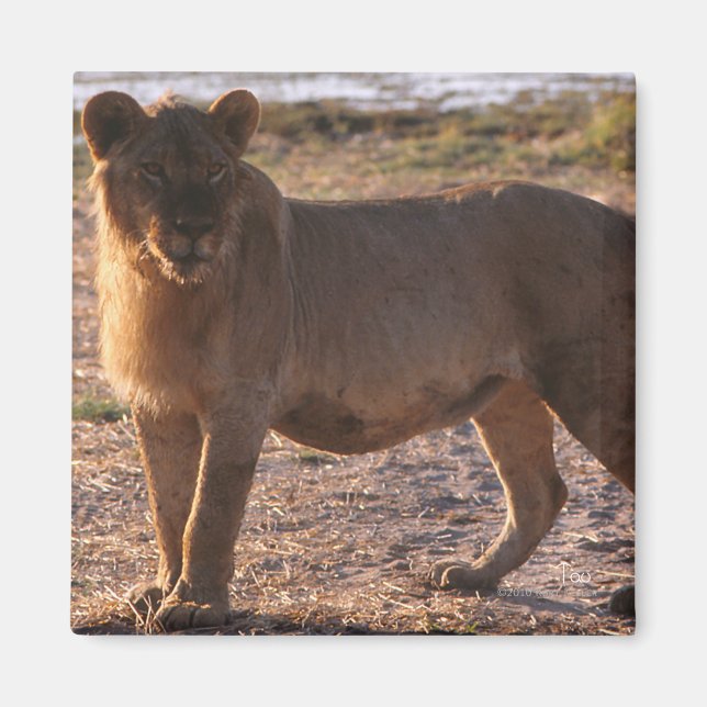 Tau, Lion, Photo Magnet (Front)