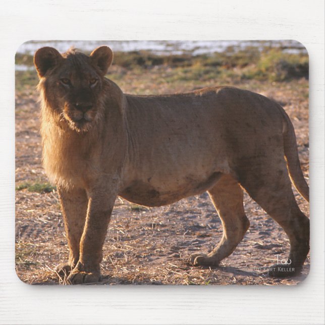 Tau, Lion, Photo Mouse Mat (Front)