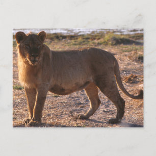 Tau, Lion, Photo Postcard