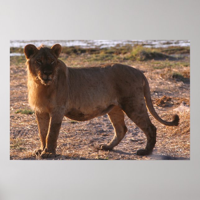 Tau, Lion, Photo Poster (Front)