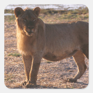 Tau, Lion, Photo Square Sticker