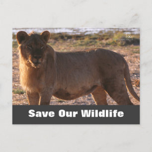 Tau Save Our Wildlife Postcard