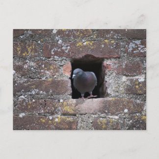 Taube dove postcard