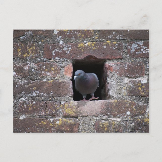 Taube dove postcard (Front)