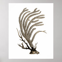 Taupe Sea Coral no.2 Beach Wall Art