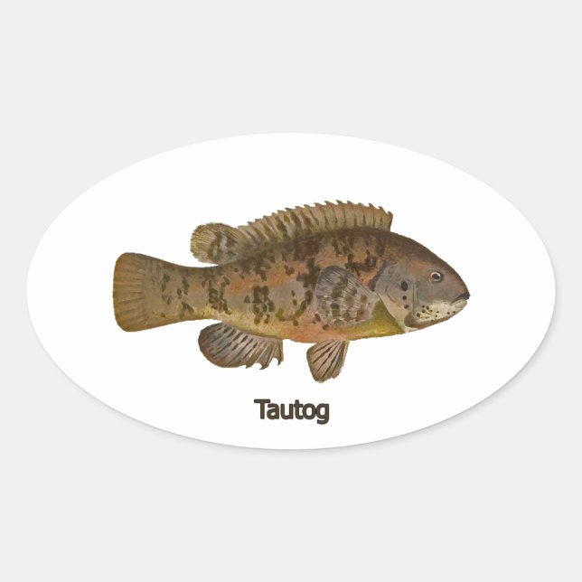 Tautog (blackfish) oval sticker (Front)